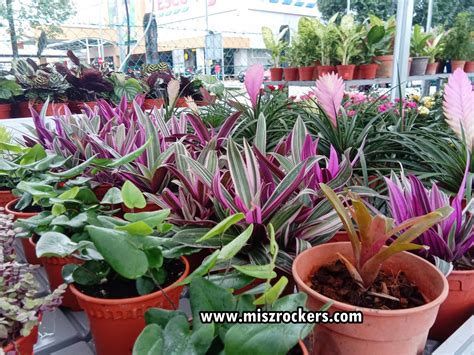 Biar ruangan senantiasa cantik dengan hiasan bunga, kamu bisa menggantinya dengan bunga kering. POKOK HIASAN DAN TANAMAN HIJAU DI FLORAL PRODUCTION ...