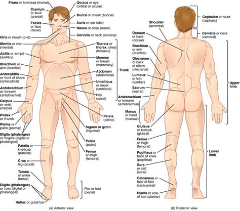 Covers anatomical position, directional terms, planes and anatomical terminology. Human Body Regions Introduction Diagram