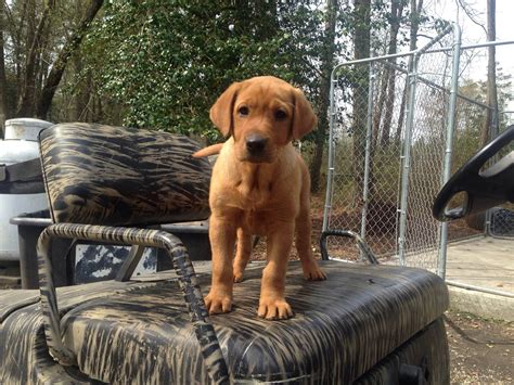 These puppies are a gorgeous fox red lab color phase with excellent hunting blood lines. Fox red Lab puppies for sale | Spring Snow Goose Hutning NY