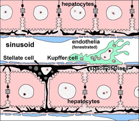 12.08.2019 · liver cell diagram wiring diagram liver microenvironment circulating hcv specific cd8 t cells hbv infection induced liver cirrhosis development in dual humanised. File:Liver-sinusoid colour cartoon.jpg - Embryology