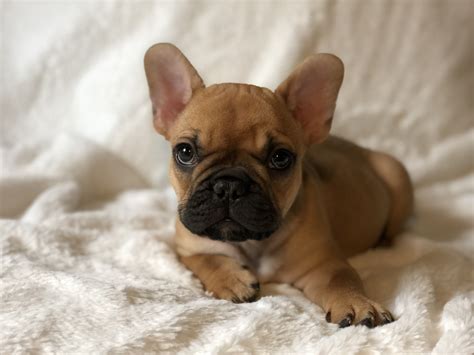 If you require a pup with breeding rights or for show quality with a top pedigree then expect to pay from $4,800 upwards to $10,000 or even more. French Bulldog Puppies For Sale | Pensacola, FL #289362