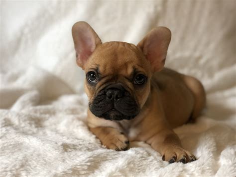 Our beautiful french bulldogs and english bulldogs are raised in the house with lots of attention, love and socialization. French Bulldog Puppies For Sale | Pensacola, FL #289362