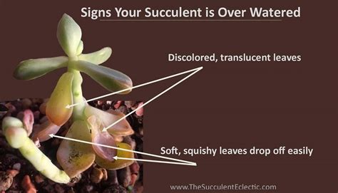Signs of overwatering house plants can sometimes be hard to spot, but the overall condition and appearance of your green friends can tell a lot. How to Water Succulents - Your Plants Will Tell You! | The ...