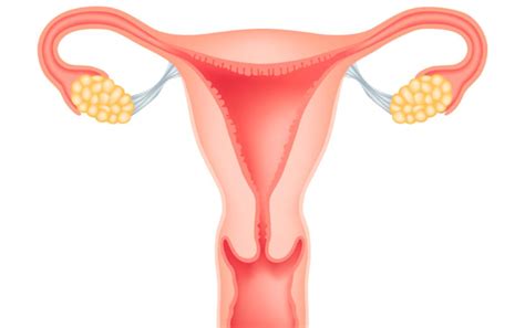 We have your guide to understanding the signs and symptoms of this uterine complication and when you should visit due to childbirth or menopause, women often feel their pelvic muscles weaken, and they begin feeling the signs of a prolapsed uterus. What Is the Average Size of the Uterus? | New Health Advisor