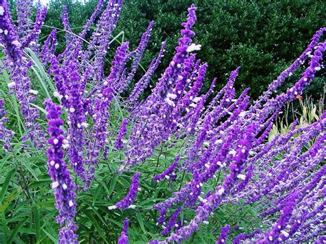 These flowers can actually withstand damp soil and shade, while still growing between one to six feet tall. Perennial Zone 7 that will Adorn Your Beautiful Garden ...