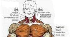 They do everything from pumping blood throughout your body to helping you lifting your heavy backpack. Major muscles of the body, with their COMMON names and ...