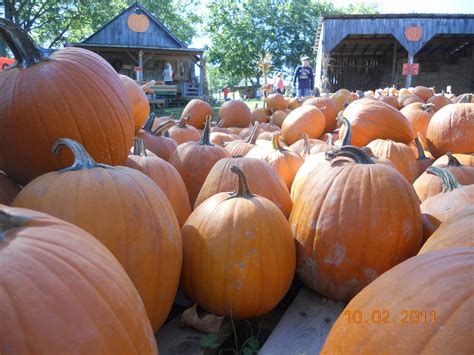 Is royal farms open on thanksgiving. Walden's Farm, Rutherford Co. TN. Open thru the end of the ...