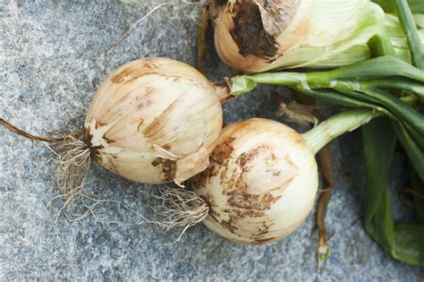 After an onion plant blooms, the petals will eventually fall from the flower. Growing Onions in a Home Garden