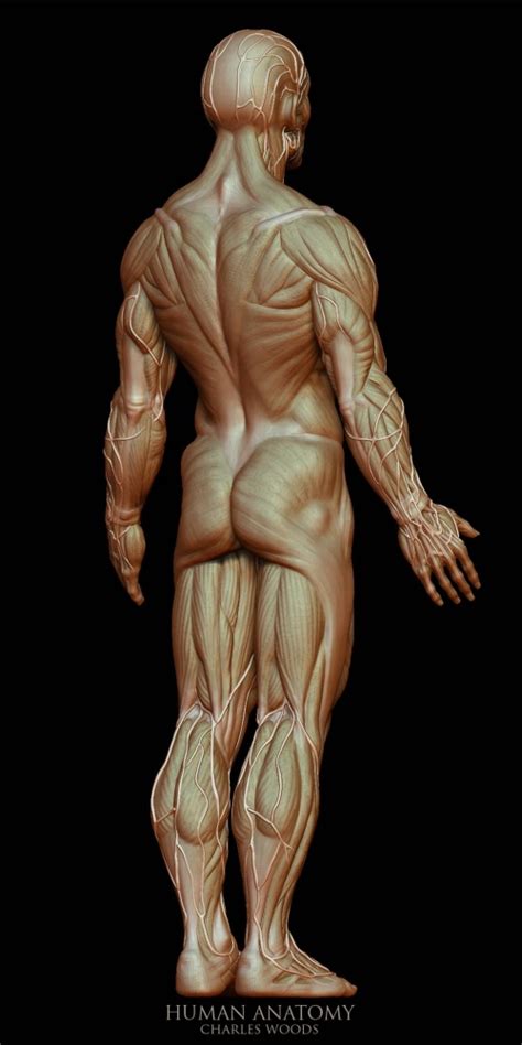 Muscle anatomy or the structure of skeletal muscle comprises bundles of muscle fibres, which are made up of bundles of myofibrils. 3D Works by Charles Woods at Coroflot.com