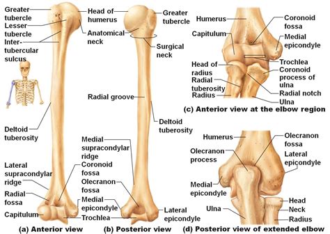 Check spelling or type a new query. Anatomy & Physiology 1 > Lehning > Flashcards > Major ...