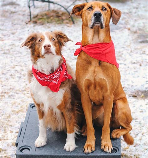 How to train a guard dog. Woman Gets A Panic Attack In An Airport, And The Way Her ...