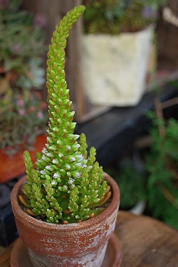 Growing up to 60 feet tall, mature specimens are. Orostachys japonica. Native to Japan, North Korea, South ...