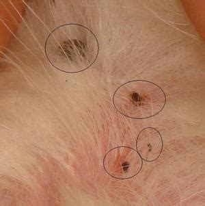 ノミ・ダニの活動が本格化しているようですね: 学が丘動物病院