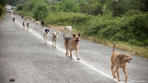 Dw hausa radio live : Istanbul′s forgotten dogs struggle for survival ...