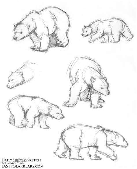 Please like, share, and subscribe and have a blessed day #thebeamteam. Daily Animal Sketch - Polar Bear Warm ups - Last of the ...