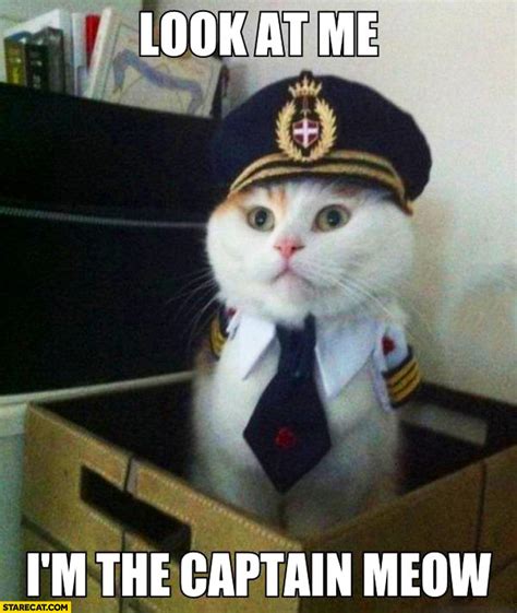 It's time to take the mutiny to the captain. Look at me I'm the captain meow | StareCat.com