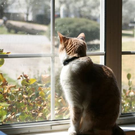 Because of this, an outdoor cat can successfully become an indoor cat, and the. Transitioning An Indoor/Outdoor Cat to Indoor Only ...