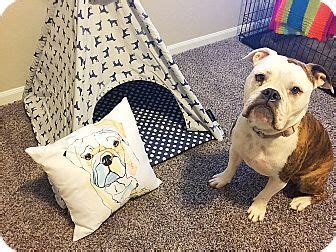Frenchie puppies can become unpleasant little. Mesa, AZ - English Bulldog/American Bulldog Mix. Meet Sunshine, a dog for adoption. http://www ...
