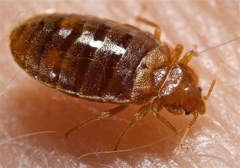 Early detection is key to protecting you against bed bugs, and our trained professionals will provide a thorough inspection. Blog - Pest Control Caledon