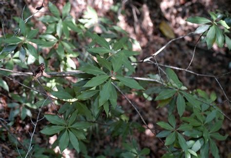 Plant database entry for white florida anise tree (illicium floridanum 'alba') with one data detail. Florida Anise Tree