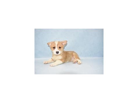 Cardigan welsh corgi b : Pembroke Welsh Corgi-DOG-Male-Red-2477789-Petland ...