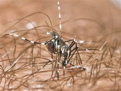 Ticks—these bloodsuckers reside in tall grasses. Island Pest Control | The Risk of Zika Elevates in SC's ...