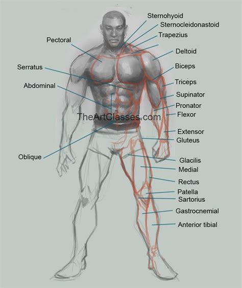 In contrast to medical anatomy, anatomy in art must pay close attention to the proportions between different body parts. How to draw man muscles body anatomy | Male body drawing ...