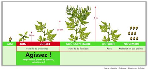 La lutte contre l'ambroisie dans cette région est devenue un enjeu de santé publique majeur. Ambroisie : une plante à guetter | Saint Martin de l'If