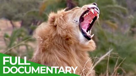 Documentary tube comes with dozens of free documentaries which are divided into more than 40 categories like gaming, love, medicine, justice, indie, lifestyle, gambling, nature, and more. The Greatest Animal Migration | Free Documentary Nature ...