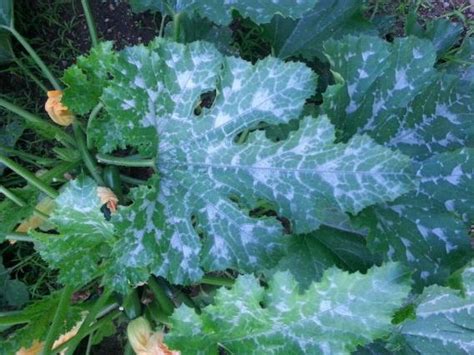 Zucchini — and particularly its skin — may cause a bit of digestive upset for some people, so wait until your baby is eating stage 2 foods, usually when she's about 8 months, to serve zucchini. What is wrong with my zucchini plants? - DoItYourself.com ...