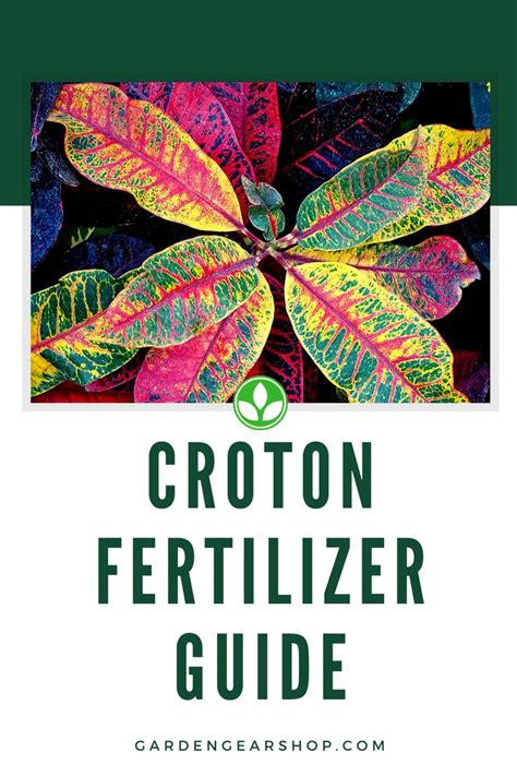 Great for houseplants, lawns, succulents and this means that plants treated with a fertilizer high in potassium will have more blooms or grow more fruit/vegetables. Best Fertilizer for Crotons - Make Croton Plants Colorful ...