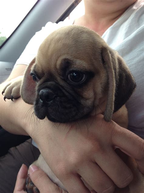 He is small but filled with love! Just picked up our puppy! | Pugs, Puppies, Bulldog