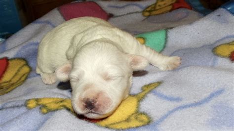 She is available for deposit along with 3. Coton De Tulear Puppies For Sale | Rockford, MI #215920