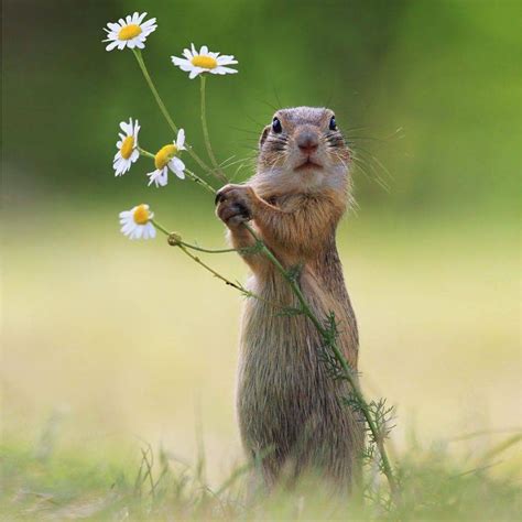 Voir plus d'idées sur le thème dessin dessin (animal). 33 superbes photos d'animaux sauvages d'un photographe ...