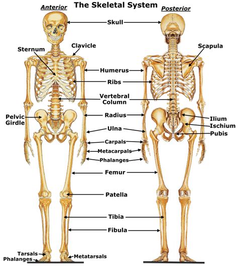 As commonly defined, the human body is the physical manifestation of a human being, a collection of chemical elements, mobile electrons, and electromagnetic fields present in extracellular materials and cellular components organized hierarchically into cells, tissues, organs,and organ systems. Human Body Systems: Skeletal System