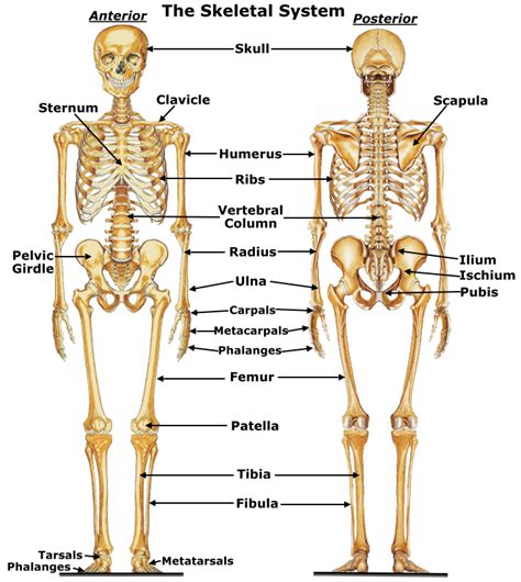 The infection is followed by intense reaction, with pus formation in the marrow spaces. Human Body Systems: Skeletal System