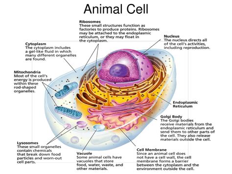 Unlike the eukaryotic cells of plants and fungi, animal cells do not have a cell wall. PPT - Eukaryotic Cell PowerPoint Presentation, free ...