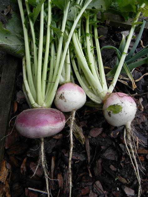 This gives them one of the most varied asset selections in the indian market. Florida Survival Gardening: Survival Plant Profile: Turnips