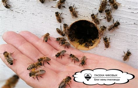 Пчёлы, люди и планета. Значение пчёл для окружающей среды. | Блог ...