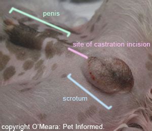 If the cat scratched me, you don't need a tetanus shot, and i've already had mine. Male Dog Neutering - all you need to know.