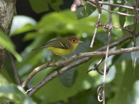 New hampshire is home to more than 500 species of vertebrate animals. Yellow-breasted Warbler - eBird