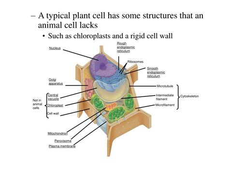 Which animal cell organelle contains enzymes that transfer hydrogen from various substrates to oxygen? PPT - CELLS PowerPoint Presentation, free download - ID:29880