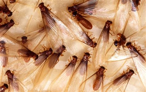 In addition to providing pest control services (including animal control), we offer landscaping design, maintenance, and installation and restoration. Termites - Termite-o-kill