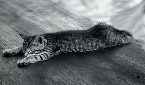 Scheduling a late evening feeding time can also be an opportunity to curb your cat's nighttime antics. How to Deactivate (i.e. Calm Down) Your Crazy Cat in ...