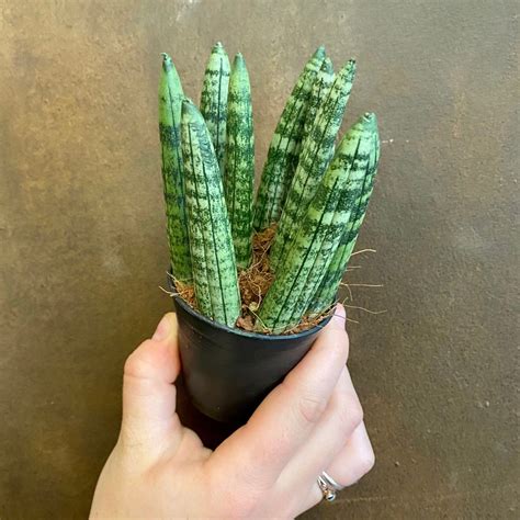 I did buy a fat boy lo seat because it felt so good when i was deciding between the two scoots. Sansevieria 'Fat Boy' - grow urban.