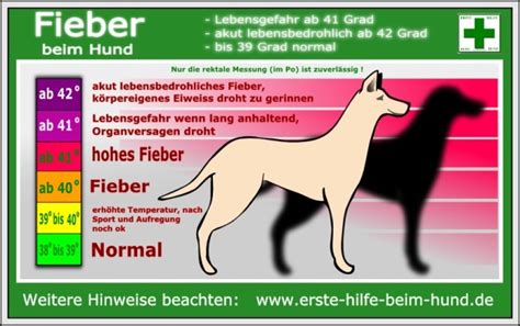 Über 39 °c steigt, bei babys unter drei monaten über 38 °c. Links & Infos - Heimatlose Hunde e.V.