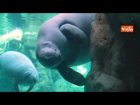 Scarica meravigliose immagini gratuite su lamantino. Fiocco azzurro all'Acquario di Genova, ecco il cucciolo di lamantino da 24 chili - YouTube