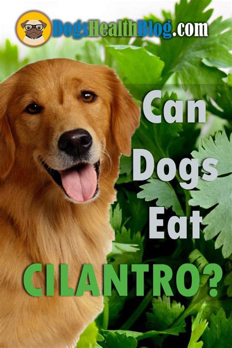 When consumed as a part of a nutritionally balanced diet, oatmeal offers your dog a host of benefits on the inside. Do you wonder if can dogs eat cilantro? Is it safe and ok ...