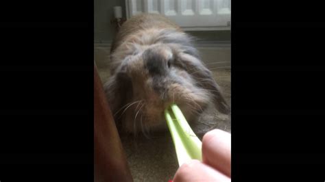 Bread would make a rabbit have a difficult time going to the bathroom and have a runny stool. Can Rabbits Eat Celery? - YouTube