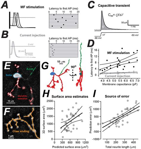 Detector error in location, example basement, please. Evidence that cell size influences MF → CGC precision. (A ...